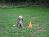 image017