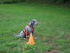 image007