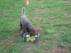 image018